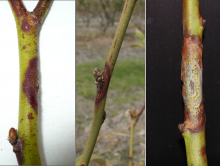Image related to Blueberry (Vaccinium corymbosum)-Fusicoccum Canker (Godronia Canker)