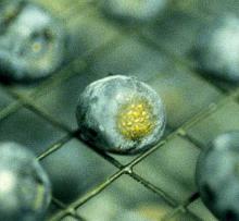 Image related to Blueberry (Vaccinium corymbosum)-Ripe Rot (Anthracnose)