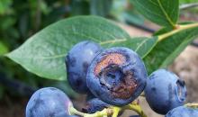 Image related to Blueberry (Vaccinium corymbosum)-Ripe Rot (Anthracnose)