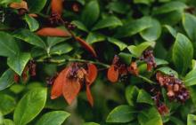 Image related to Blueberry (Vaccinium corymbosum)-Scorch