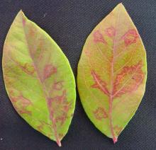 Image related to Blueberry (Vaccinium corymbosum)-Scorch