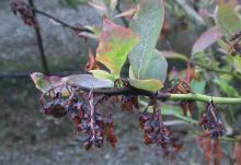 Image related to Blueberry (Vaccinium corymbosum)-Scorch