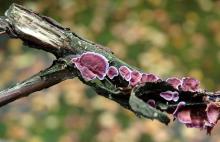 Image related to Blueberry (Vaccinium corymbosum)-Silver Leaf