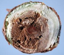 Image related to Blueberry (Vaccinium corymbosum)-Silver Leaf