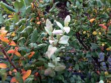 Image related to Blueberry (Vaccinium corymbosum)-Silver Leaf