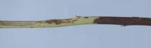 Image related to Blueberry (Vaccinium corymbosum)-Stem Canker