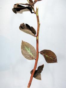 Image related to Blueberry (Vaccinium corymbosum)-Stem Canker