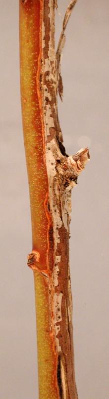 Image related to Blueberry (Vaccinium corymbosum)-Twig Canker