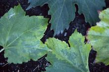 Image related to Boston Ivy (Parthenocissus tricuspidata)-Downy Mildew