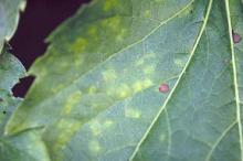 Image related to Boston Ivy (Parthenocissus tricuspidata)-Downy Mildew