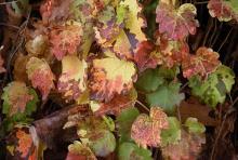 Image related to Boston Ivy (Parthenocissus tricuspidata)-Downy Mildew