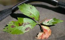 Image related to Boston Ivy (Parthenocissus tricuspidata)-Downy Mildew