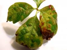 Compound leaf with yellow spots