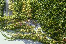 Image related to Boston Ivy (Parthenocissus tricuspidata)-Leaf Scorch