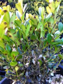 Bowood plant with green leaves upper canopy, dead leaves lower canopy. 