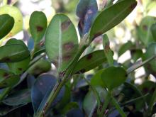 Close up of several boxwood leaves