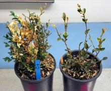 Two potted boxwood plants