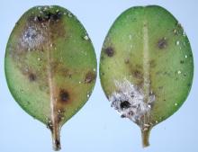 Two boxwood leaves