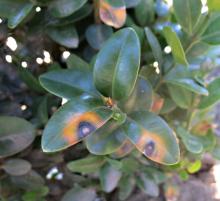 Boxwood shoot with several leaves