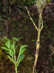 Two boxwood branches