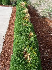 Image related to Boxwood (Buxus spp.)-Phytophthora Root and Crown Rot