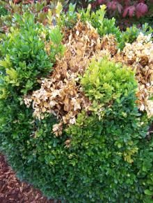 Image related to Boxwood (Buxus spp.)-Phytophthora Root and Crown Rot