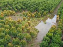 Image related to Boxwood (Buxus spp.)-Phytophthora Root and Crown Rot