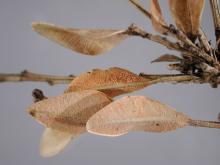 Image related to Boxwood (Buxus spp.)-Volutella Leaf and Stem Blight (Canker)