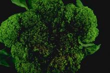 Image related to Broccoli (Brassica oleracea)-Bacterial Soft Rot Erwinia