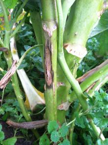 Image related to Broccoli (Brassica oleracea)-Black Leg (Phoma Stem Canker)