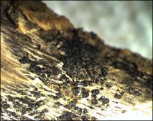 Image related to Broccoli (Brassica oleracea)-Black Leg (Phoma Stem Canker)