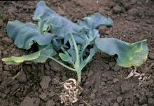 Image related to Broccoli (Brassica oleracea)-Clubroot