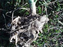 Image related to Broccoli (Brassica oleracea)-Clubroot