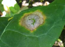 Image related to Brussels Sprouts (Brassica oleracea)-Black Leg (Phoma Stem Canker)