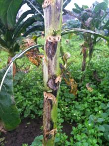 Image related to Brussels Sprouts (Brassica oleracea)-Black Leg (Phoma Stem Canker)