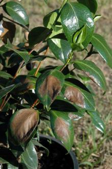 Camellia Sunburn