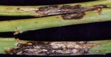 Image related to Cabbage and Cauliflower (Brassica sp.)-Black Leg (Phoma Stem Canker)