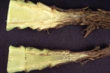 Image related to Cabbage and Cauliflower (Brassica sp.)-Black Leg (Phoma Stem Canker)