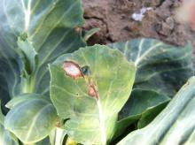 Image related to Cabbage and Cauliflower (Brassica sp.)-Black Leg (Phoma Stem Canker)