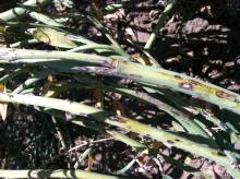 Image related to Cabbage and Cauliflower (Brassica sp.)-Black Spot (Leaf, Stem, or Pod Spots)