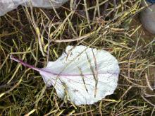 Image related to Cabbage and Cauliflower (Brassica sp.)-Black Spot (Leaf, Stem, or Pod Spots)