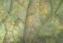Image related to Cabbage and Cauliflower (Brassica sp.)-Downy Mildew (Staghead)