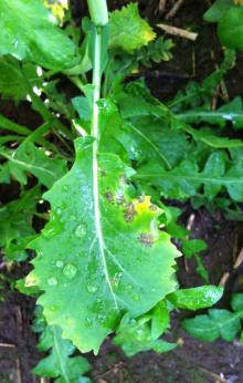 Image related to Cabbage and Cauliflower (Brassica sp.)-Light Leaf Spot