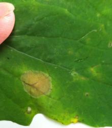 Image related to Cabbage and Cauliflower (Brassica sp.)-Light Leaf Spot