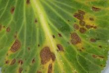 Image related to Cabbage and Cauliflower (Brassica sp.)-Ring Spot (Black Blight)