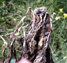 Image related to Cabbage and Cauliflower (Brassica sp.)-Sclerotinia Stem Rot and Watery Soft Rot