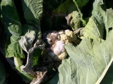 Image related to Cabbage and Cauliflower (Brassica sp.)-Sclerotinia Stem Rot and Watery Soft Rot