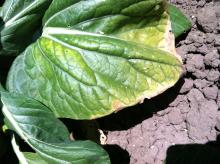 Image related to Cabbage and Cauliflower (Brassica sp.)-White Leaf Spot and Gray Stem