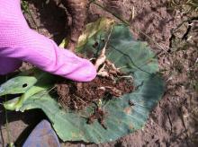 Clubbed roots on a green cabbage plant due to clubroot. Photo by Cynthia M. Ocamb, 2012.