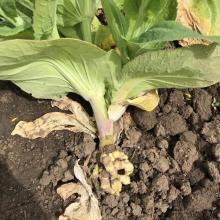 A Chinese cabbage plant exhibiting swollen roots at the base of the plant due to clubroot. Photo by Cynthia M. Ocamb, 2020.